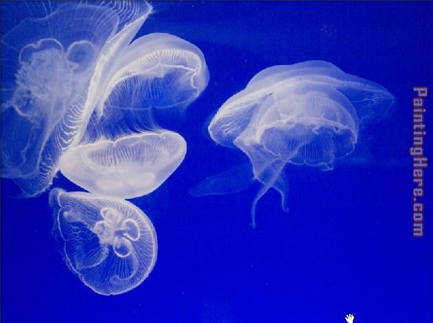 Sea life Jellyfish 3